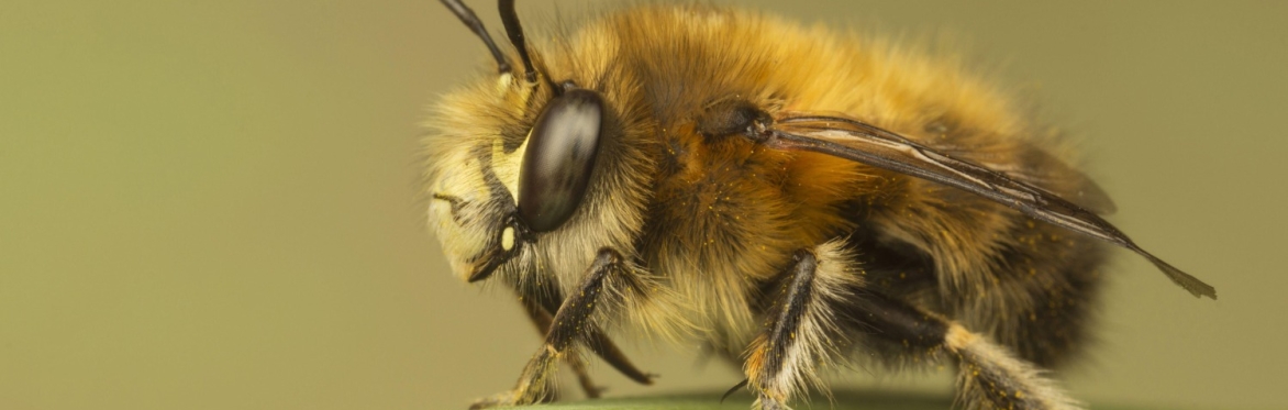 'My Garden of a Thousand Bees' film screening