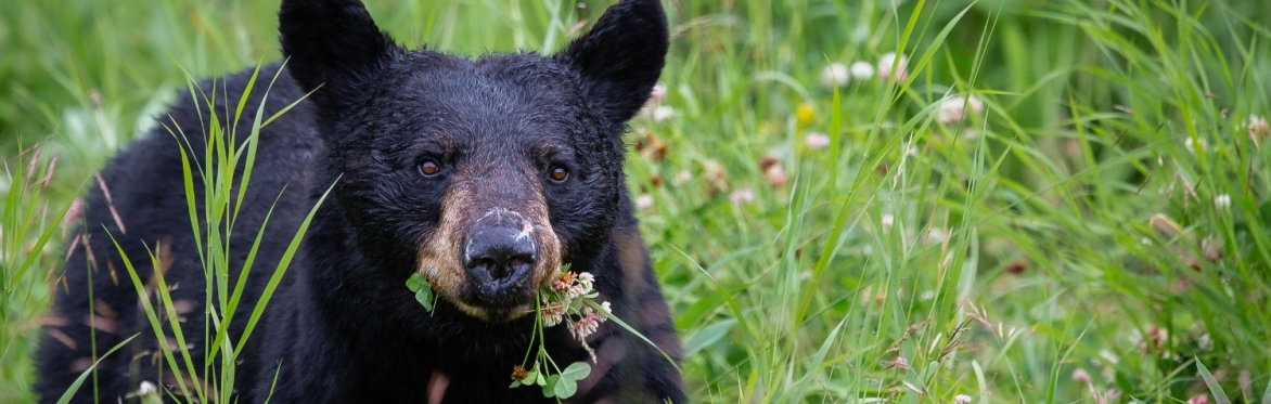Management History of Nevada's Iconic Black Bear: From the 1800's to Present Day