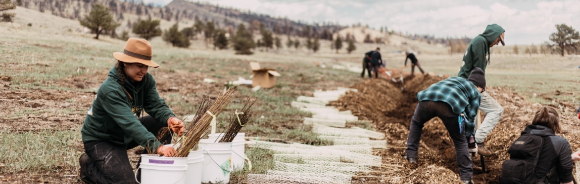 Spring Tree Planting