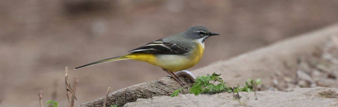 Sheffield Birdsong Academy Walkshop