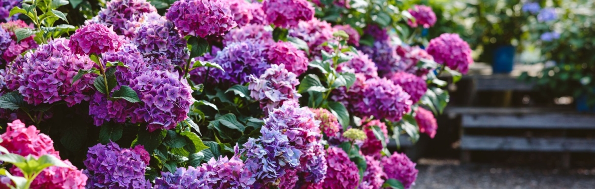 All About Hydrangeas