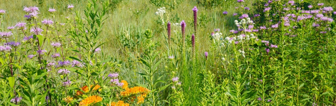 Wild Yet Legible: Ecology-Based Landscapes for Public and Private Spaces with Larry Weaner