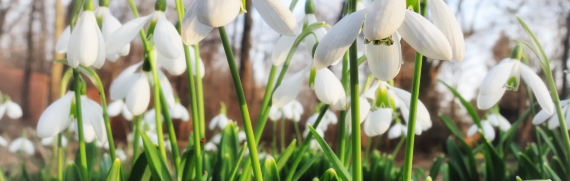 All That We Are Imbolc Ceremony