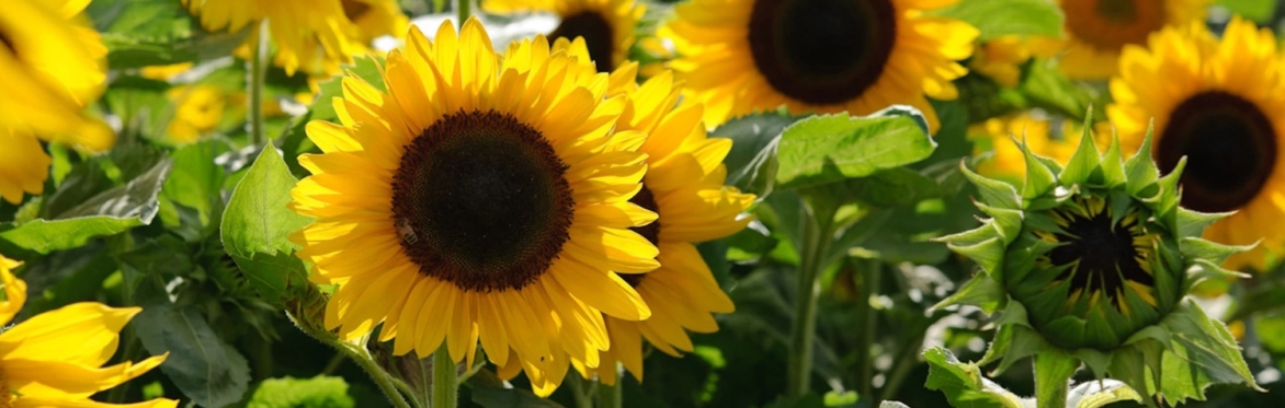 Weekend Sunflower MAZE Adventure! (Sunflower Maze, Fresh Cut Flowers, and Hay Wagon Ride!)