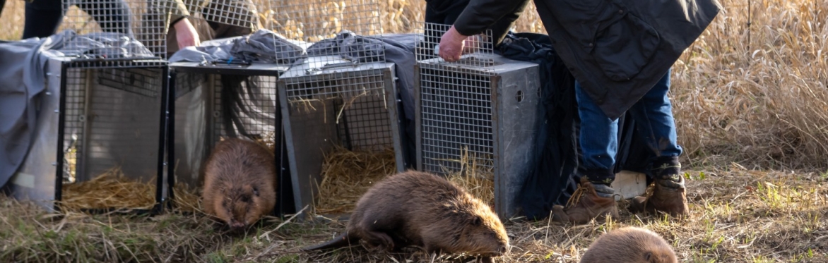 Beaver Enclosure Tour - Afternoon