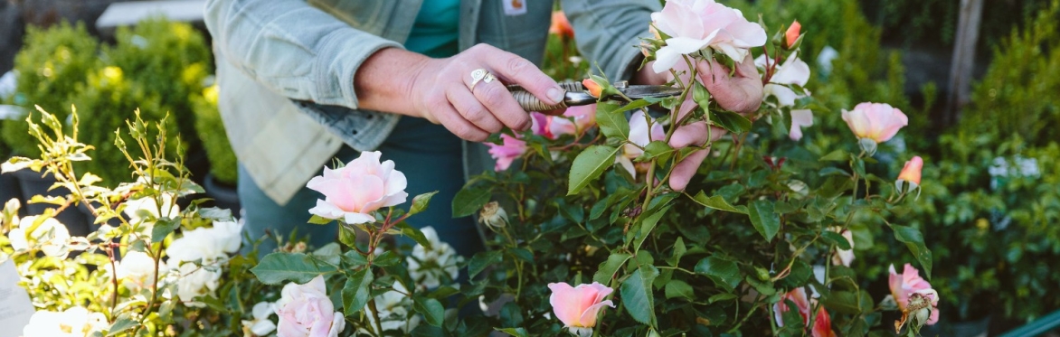Portland Rose Society Pruning Clinic - Lake Oswego
