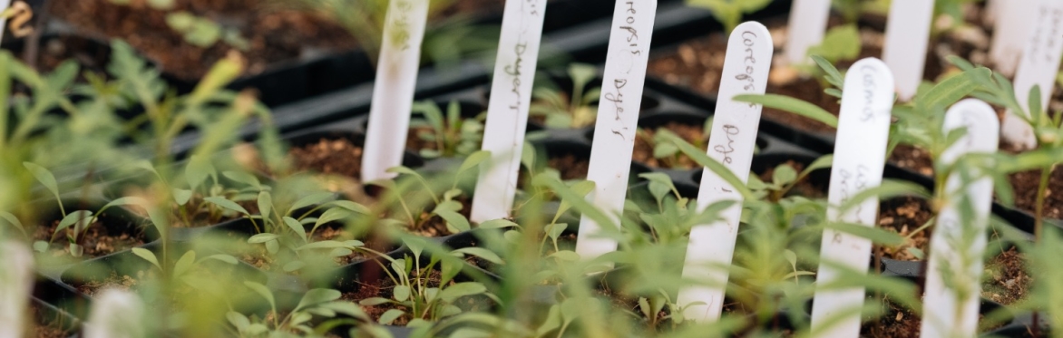 a row of plants in pots