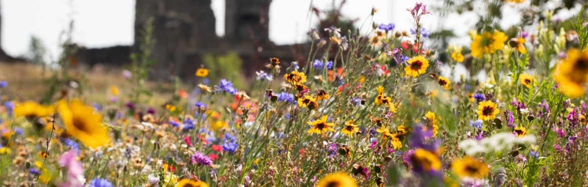 Sheffield Manor Lodge sits in the background with wild flower meadows in the foreground
