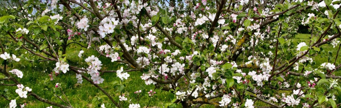 Blossom walks and cider tasting at Dunham Apples.