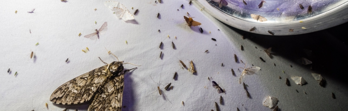 Moth Mystique: Illuminating the Dark Side of Winged Wonders with Carla Rhodes and Matthew Rymkiewicz