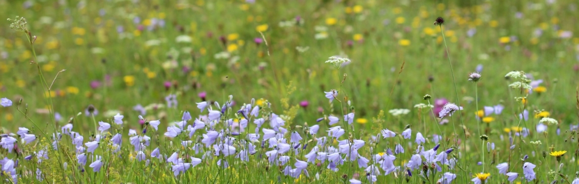 Harebell (Campanula rotundifolia), Bedfordshire by Richard Hollis