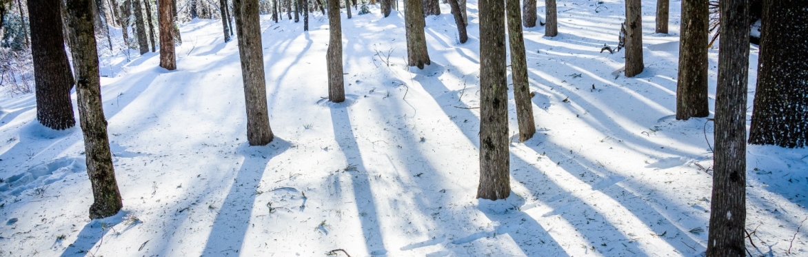 Winter Solstice Forest Bathing and Luminary Walk