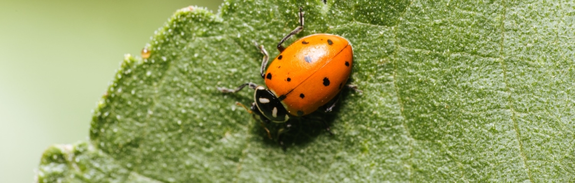 Insect Richness & Biodiversity Monitoring at Metacarbon Farm