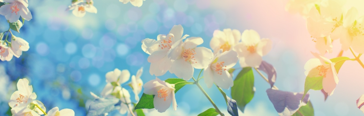 Autumn Week Intensive: IN-PERSON Family Constellations, Healing Family & Ancestors with Jill Purce