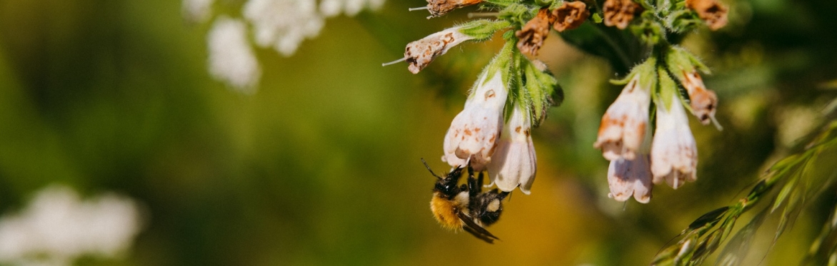 An Evening with My Garden of a Thousand Bees