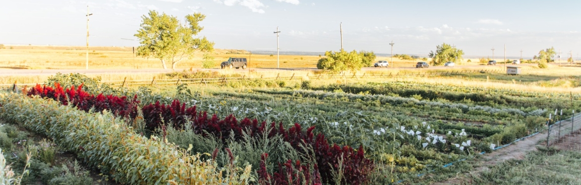 Yellow Barn Farm Volunteer Days
