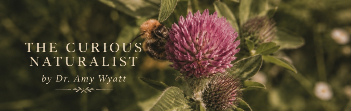 An Introduction to Herbalism