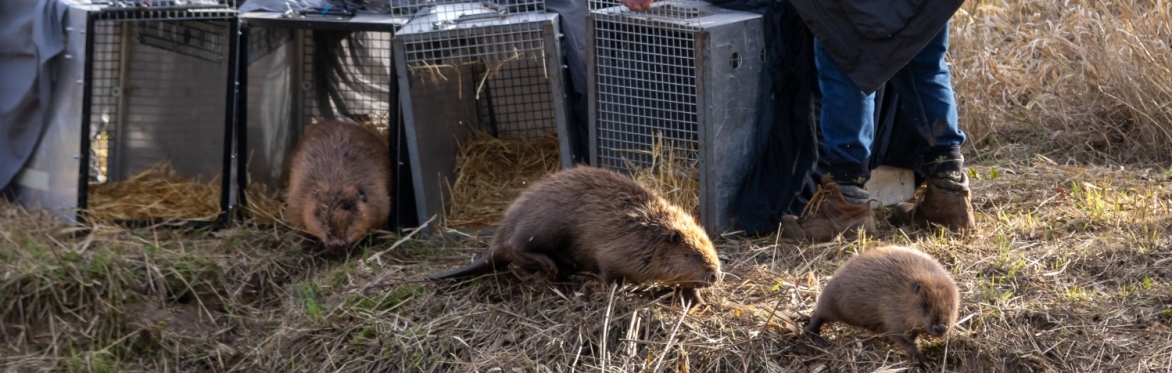 Beaver Enclosure Family Friendly Tour