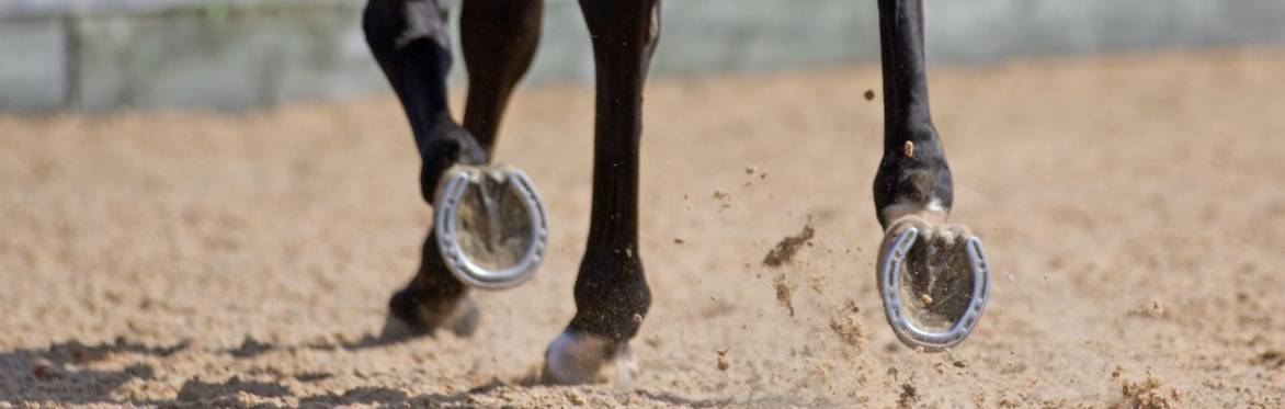 Every Stride Counts - The Link Between Surface Maintenance, Biomechanics and Horse Soundness