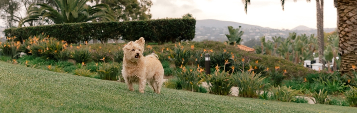 Dog Days of Summer