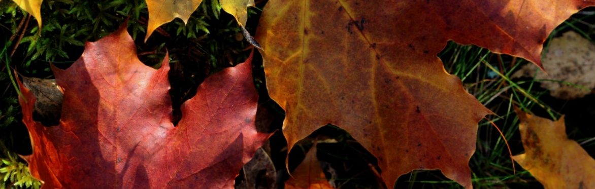 autumnal leaves, red and yellow