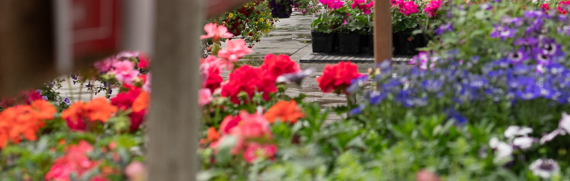 Plant Like a Pro: Proven Winners Designer Combos