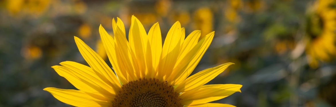 Qigong in the Sunflowers with Sue Hall