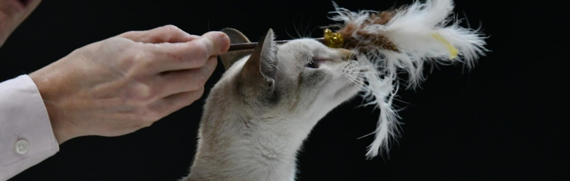 Felinology International Cat Show