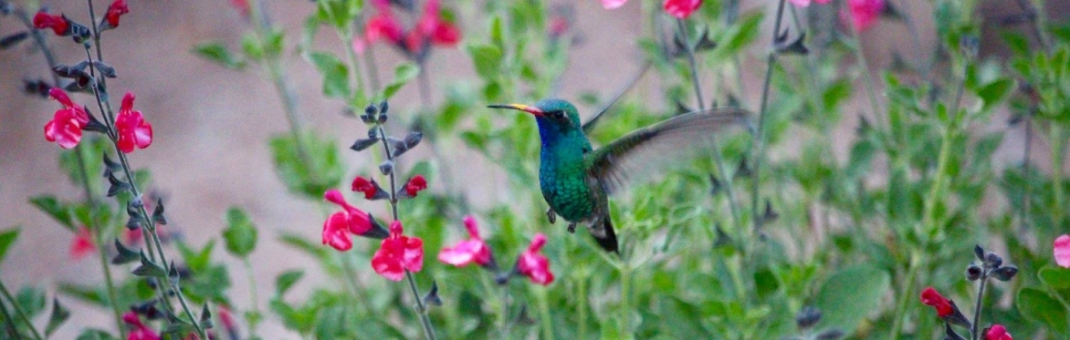 Totally Tubular! Native Plants for Low Desert Hummingbird Gardens.