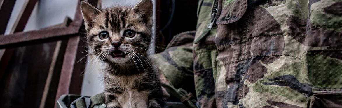 Neglect of animals and dehumanisation of humans in war - two sides of the same coin?