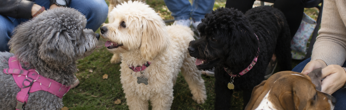 Paws in the Park
