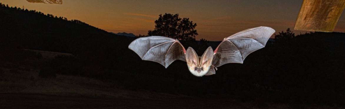 Brown long eared bat in flight
