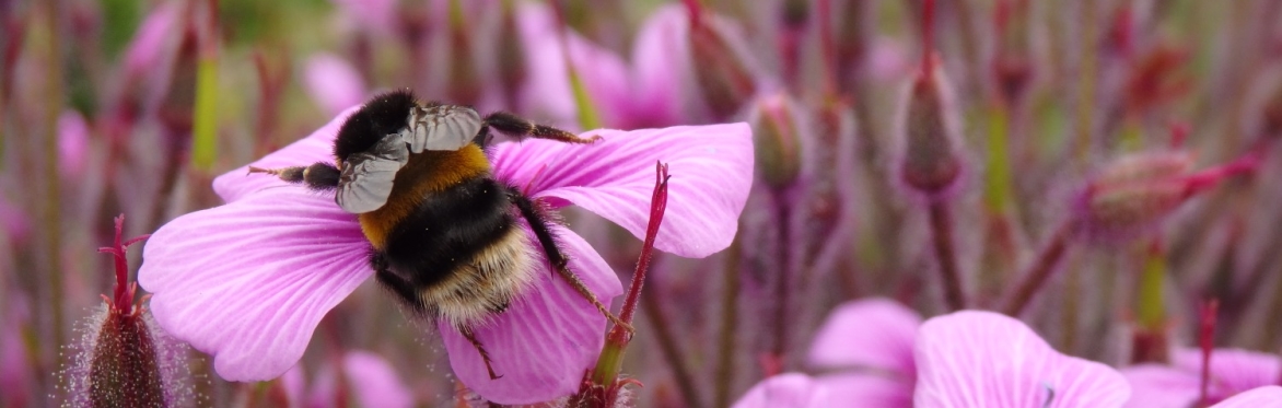 Guided walk: Xenia - Meeting Our New Floral Neighbours