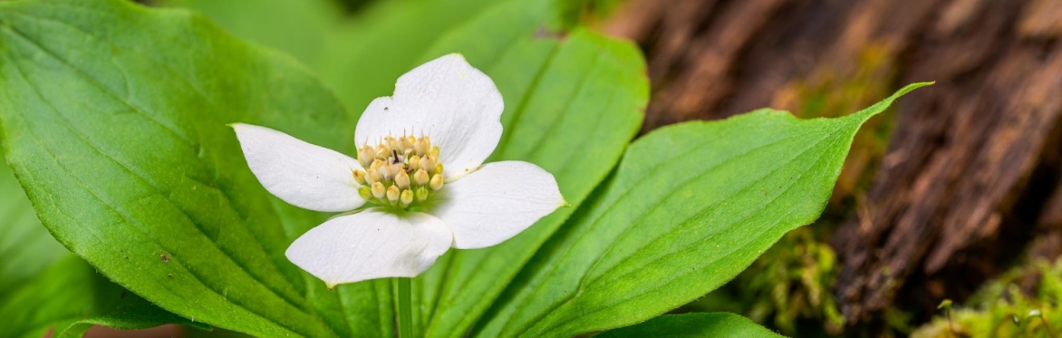 Bunchberry wildflower