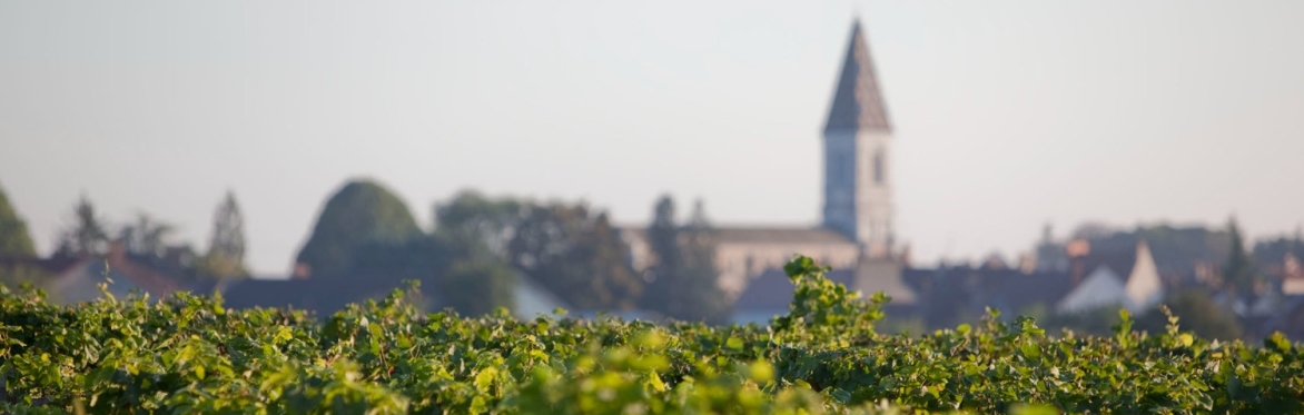 Nuits Saint Georges Tutored Tasting With Charles Taylor MW