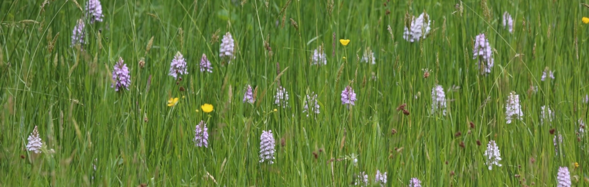 MWT’s Incredible Network of Nature Reserves