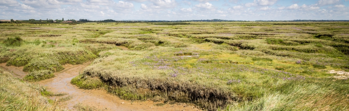 Tollesbury (c) Marion Sidebottom 160714 - Picture of the Saltmarsh and SSSI site