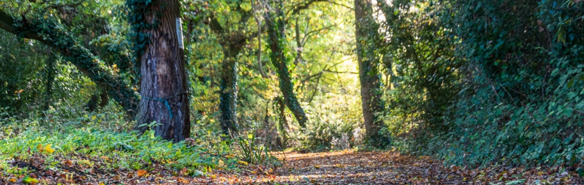 Wickham Bishops woods