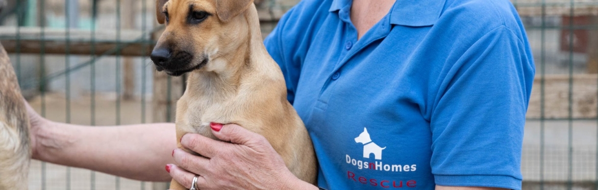 Rescue puppy sitting on a rescuer's lap
