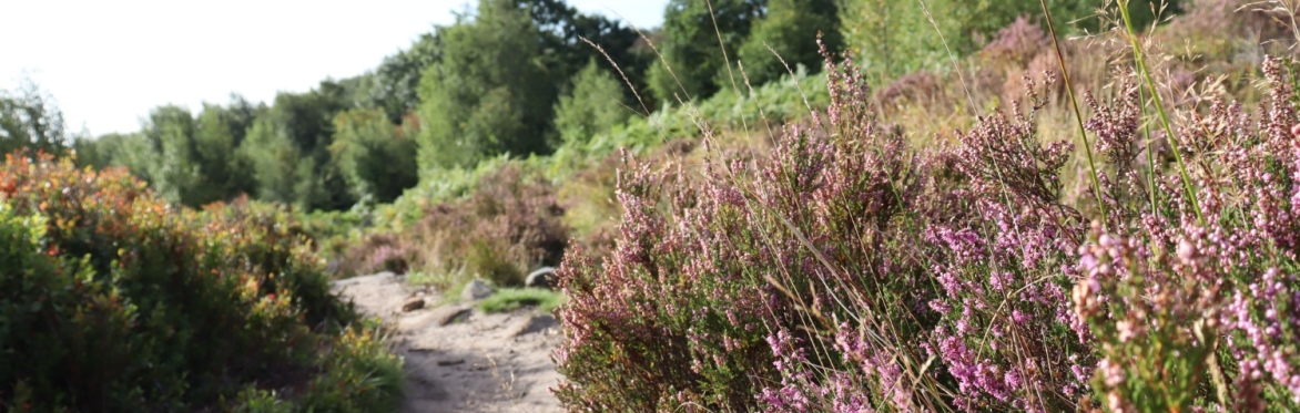 Heather on Blacka Moor nature reserve