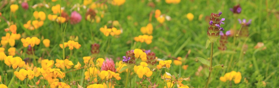 A Wild Night in - Help Shape Nature Recovery in South Yorkshire
