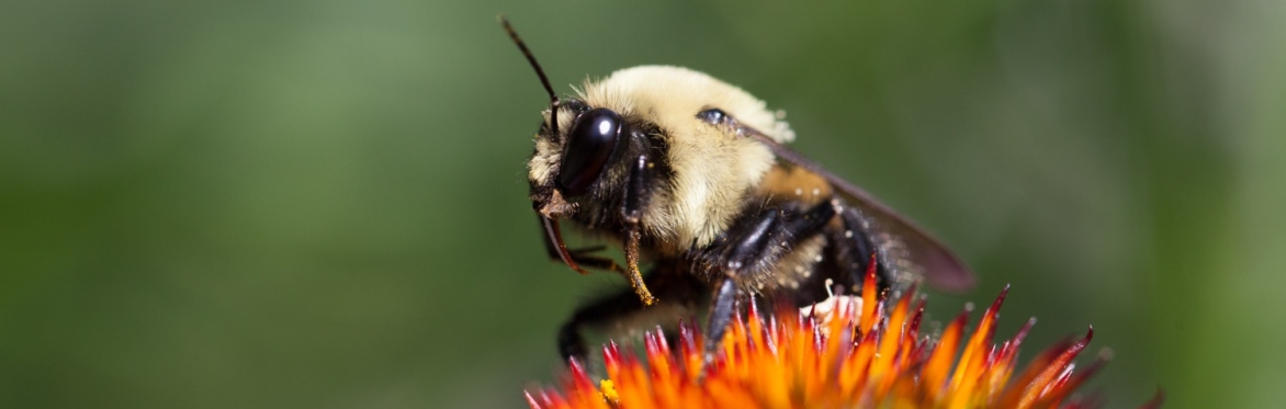 Bumblebee sitting on a coneflower with pink petals and orange centre.