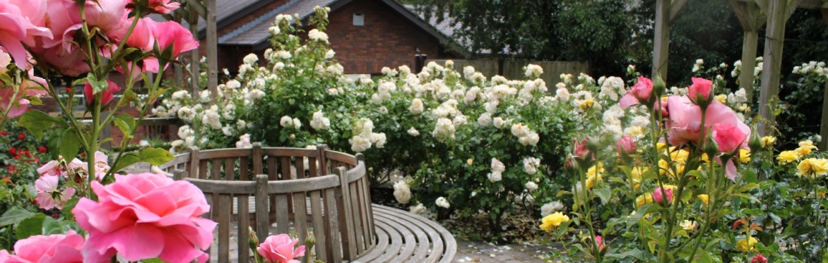 Rose Garden - dedicate a rose in memory of a loved one