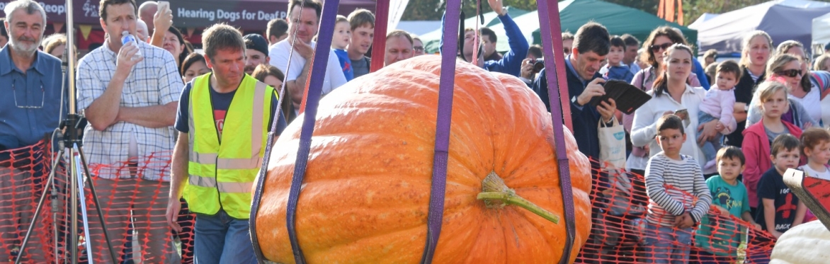 Pumpkins in the Park