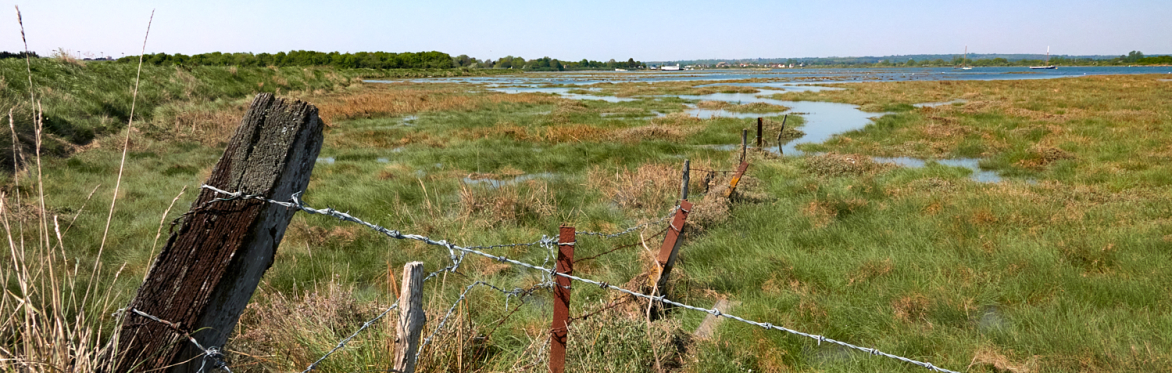Saltmarsh near Northey Island (C) John Guiver Credit March 2021 DSC07211