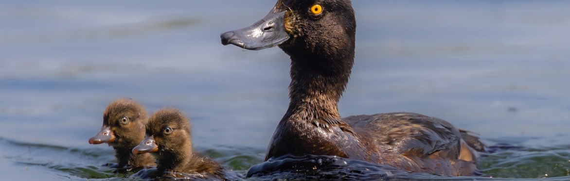 A parent duck swims with two ducklings - it looks tired!