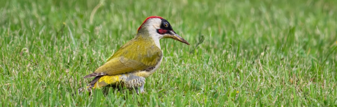 Early Spring Birdsong Academy Walkshop - Stanmer Park, Brighton