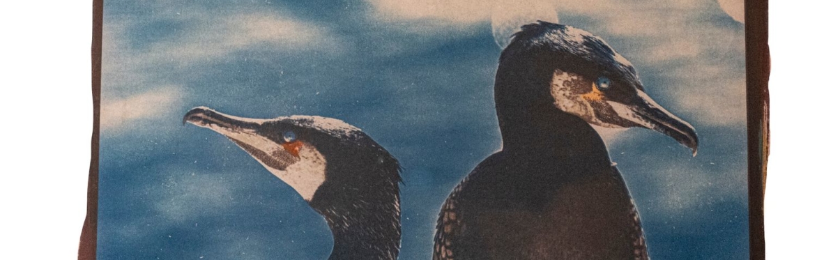 T52. Tricolour Cyanotype with Maria Solaguren-Beascoa