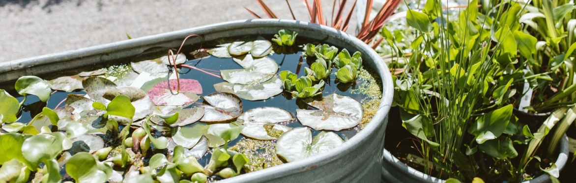 Water Plants 101
