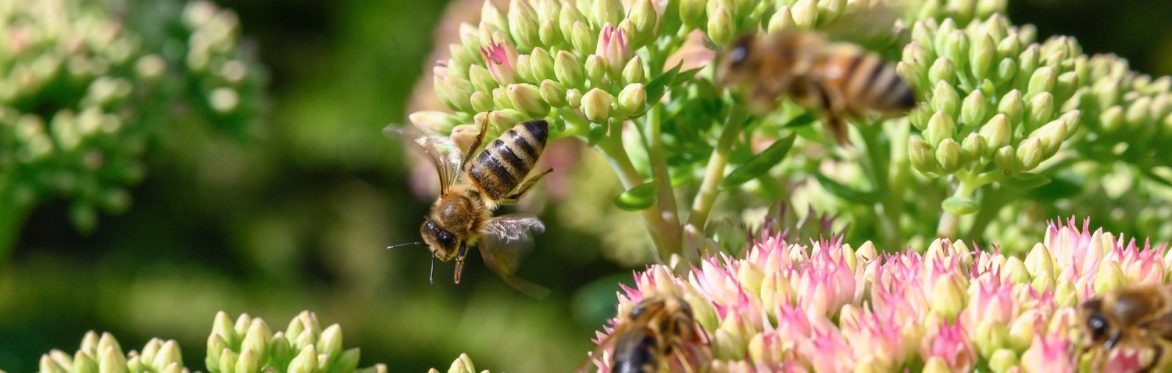 Flora & Fauna: Gardening for Pollinators & Wildlife (Seaside)